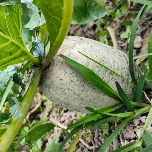 宿州红皮萝卜，青萝卜，大量上市，