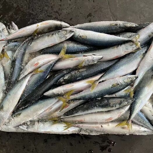 大连大连水产主要经营饲料鱼：青皮、狗丁、毛扣、（鮷鱼，出水烂