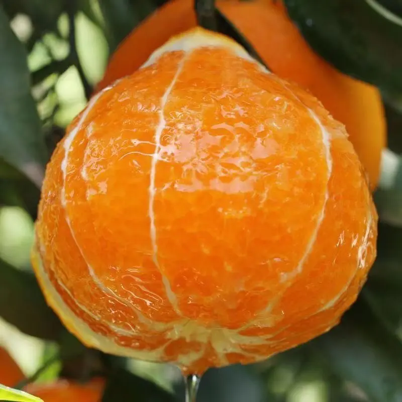 柳菏尔脐橙