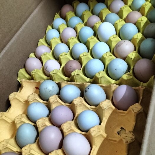 京山市林下散养土鸡蛋，常年都有货，量大从优