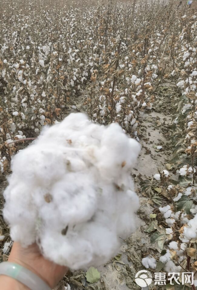 新疆阿克苏阿瓦提棉花长绒棉籽棉
