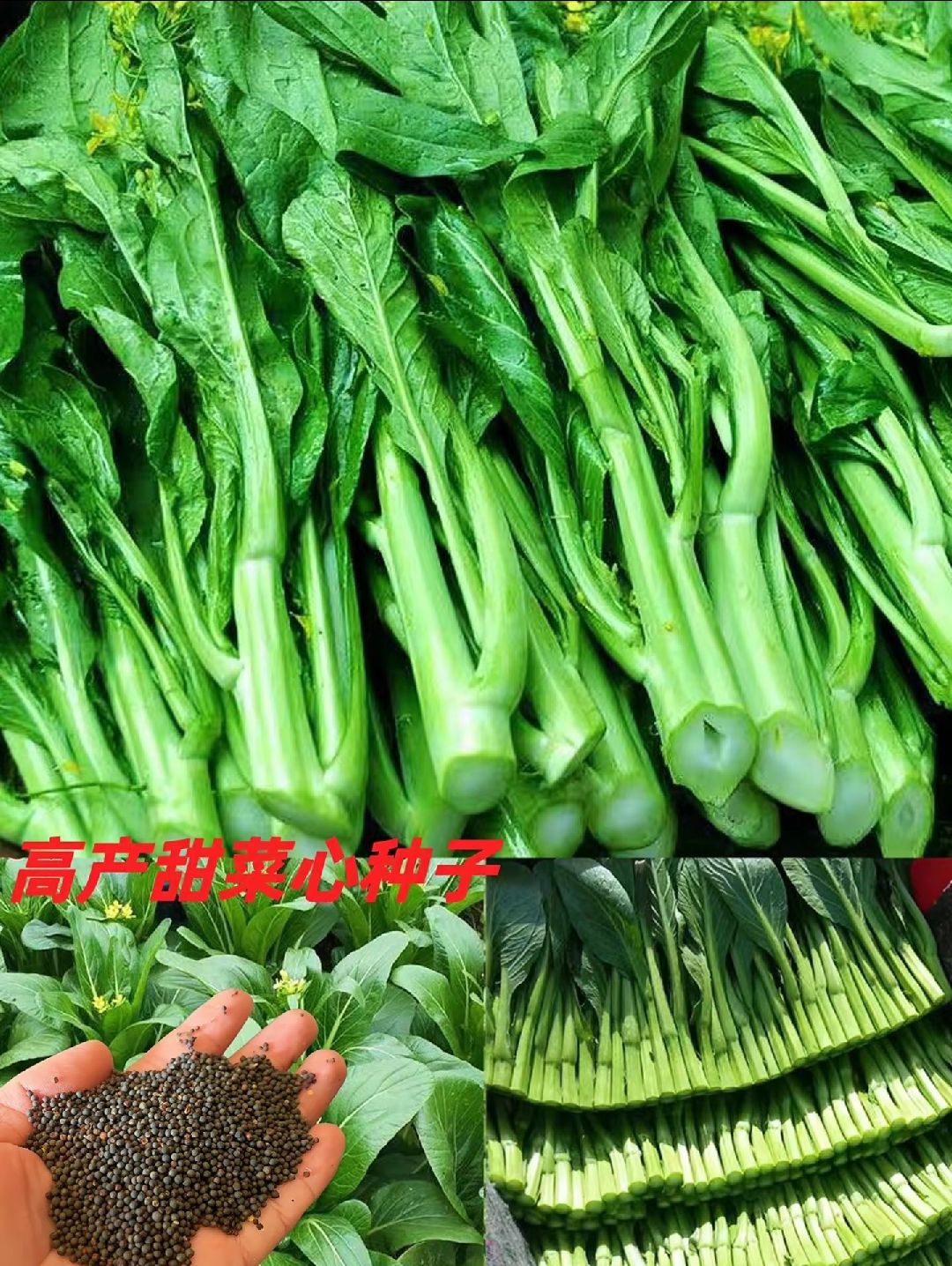 建南70天尖叶甜菜心菜种籽粗苔矮脚耐热蔬菜种孑大田专用种