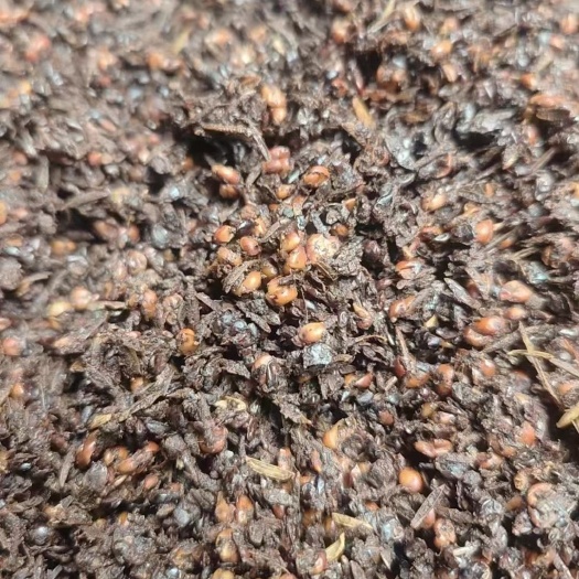 麻城市新鲜酒糟，现货直发。