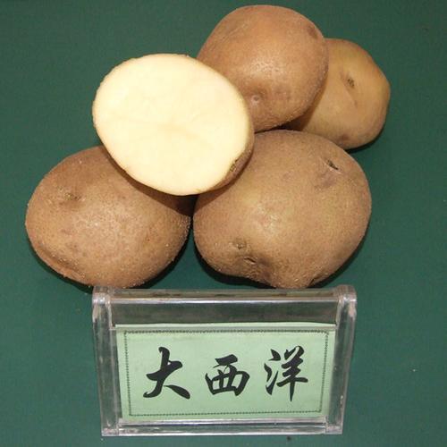 大西洋原种