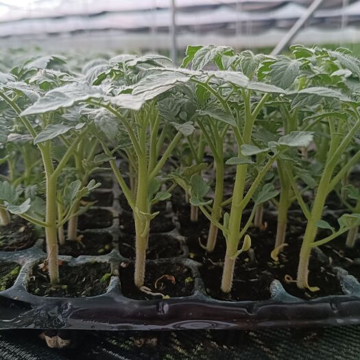 广州大红番茄苗，色泽鲜红硬身石头果。