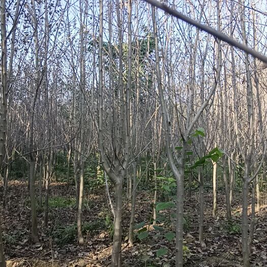 万荣县红富士苹果树
