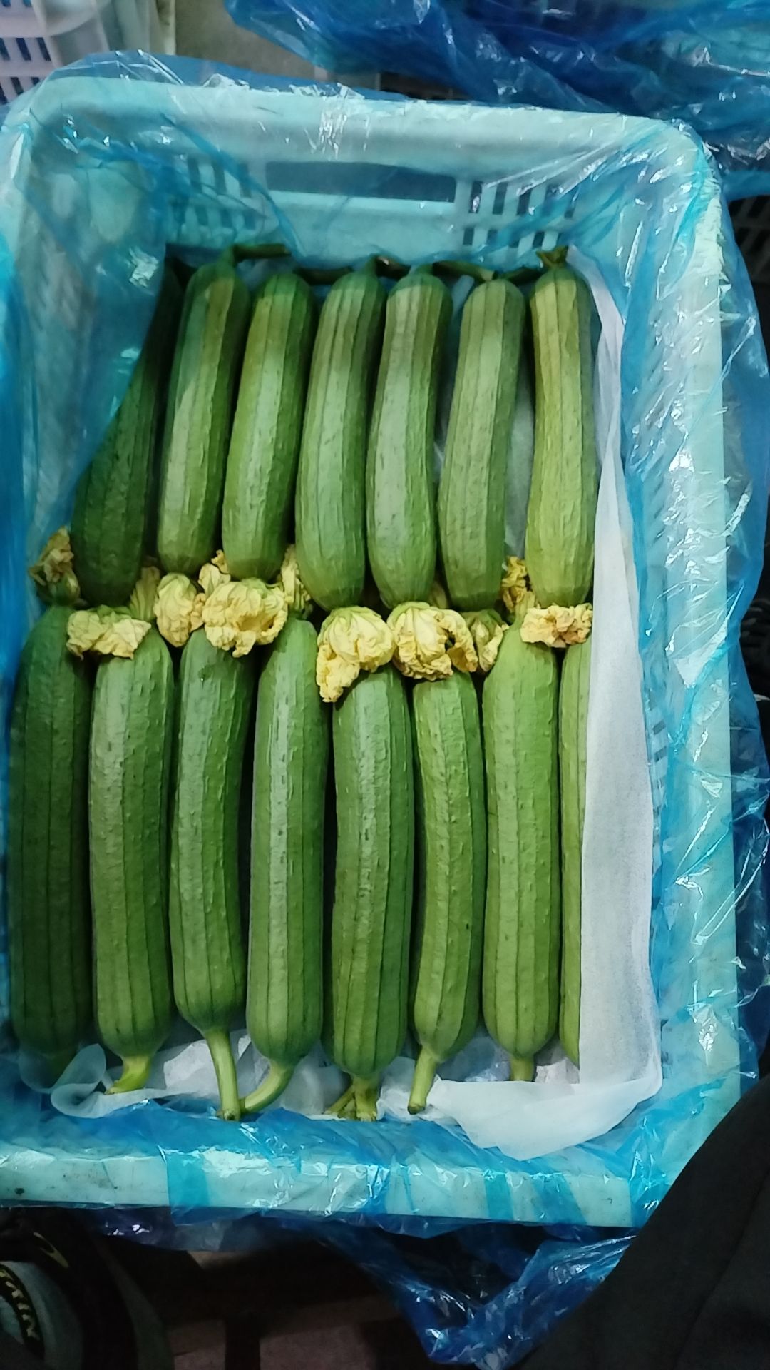 油皮丝瓜，上市了