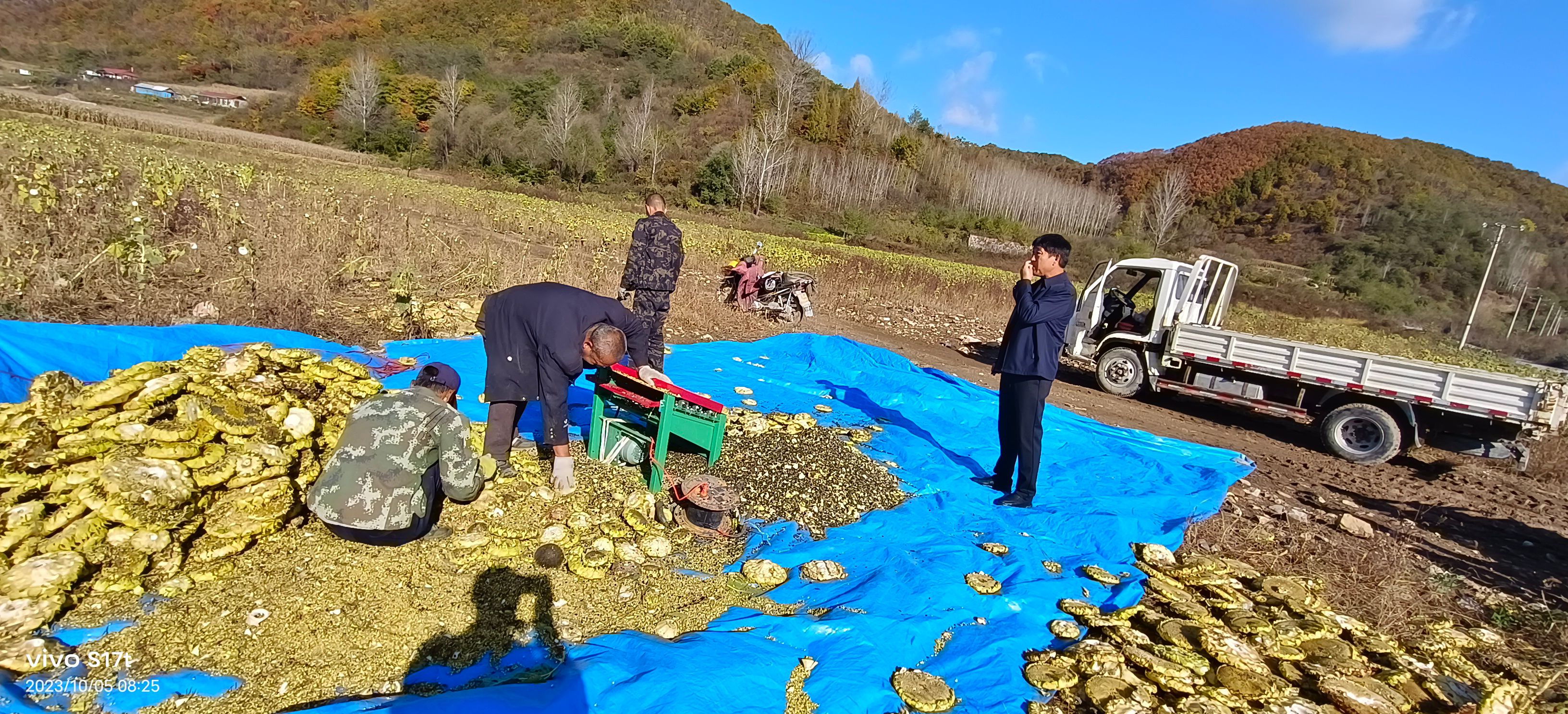 有1万多斤榨油用的油葵出售