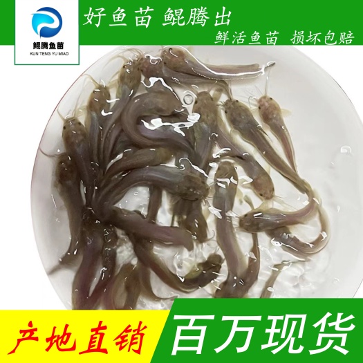 广州优选黄妃1号 塘鲺苗  广州三黄塘鲺鱼苗 产地直销