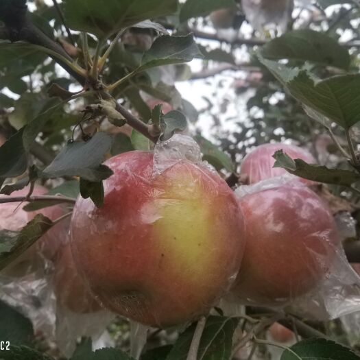 临猗县一件代发红富士苹果超高性价比膜袋纸袋
