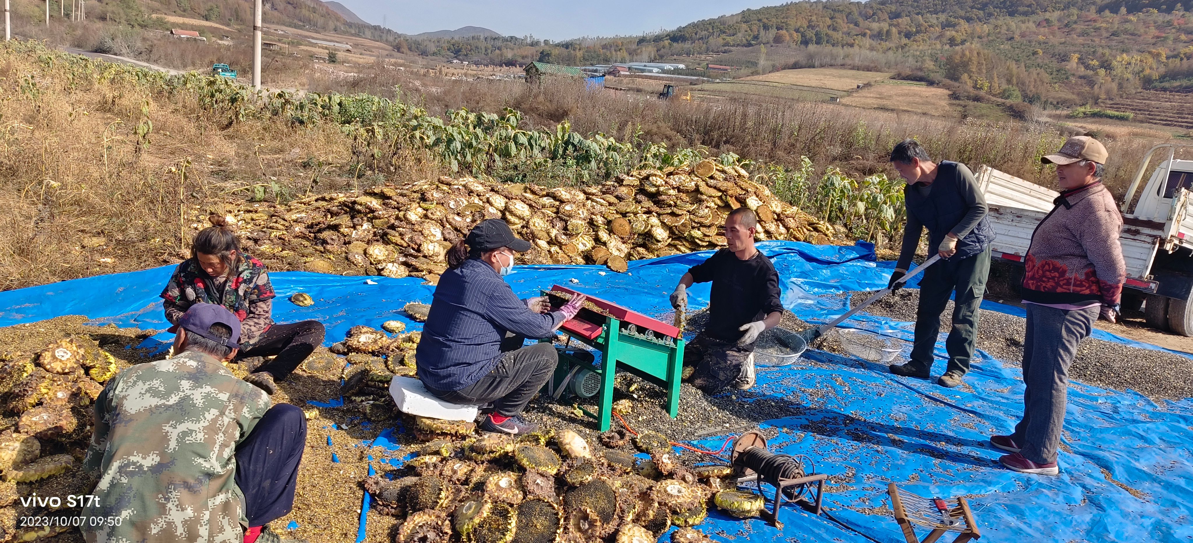 有1万多斤榨油用的油葵出售