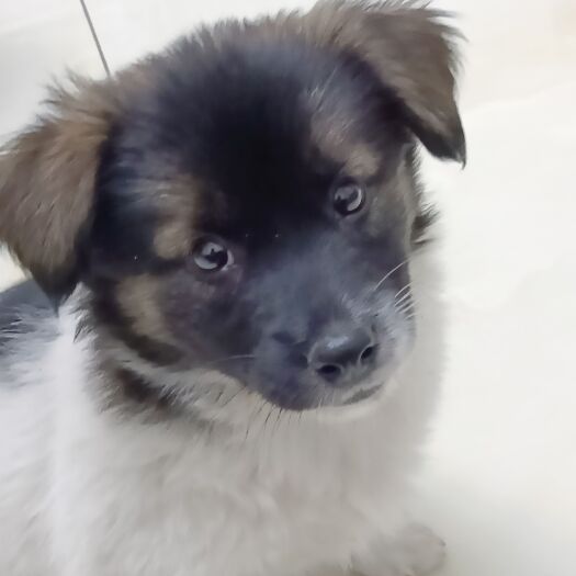 灌南县中华田园犬苗75一只，长年有货，骨架大，生长快。
