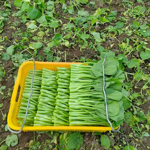 上海广东菜心，小青菜，杭白菜