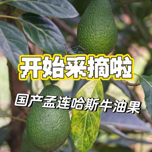 孟连县孟连哈斯牛油果 只搞哈斯