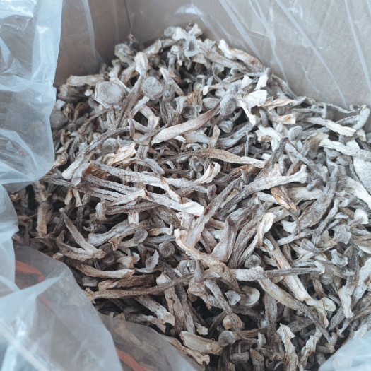 梧州鹿茸菇 一件十斤 包邮到家 精品a货中条
