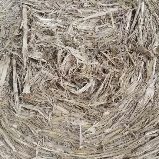 怀远县玉米秸秆