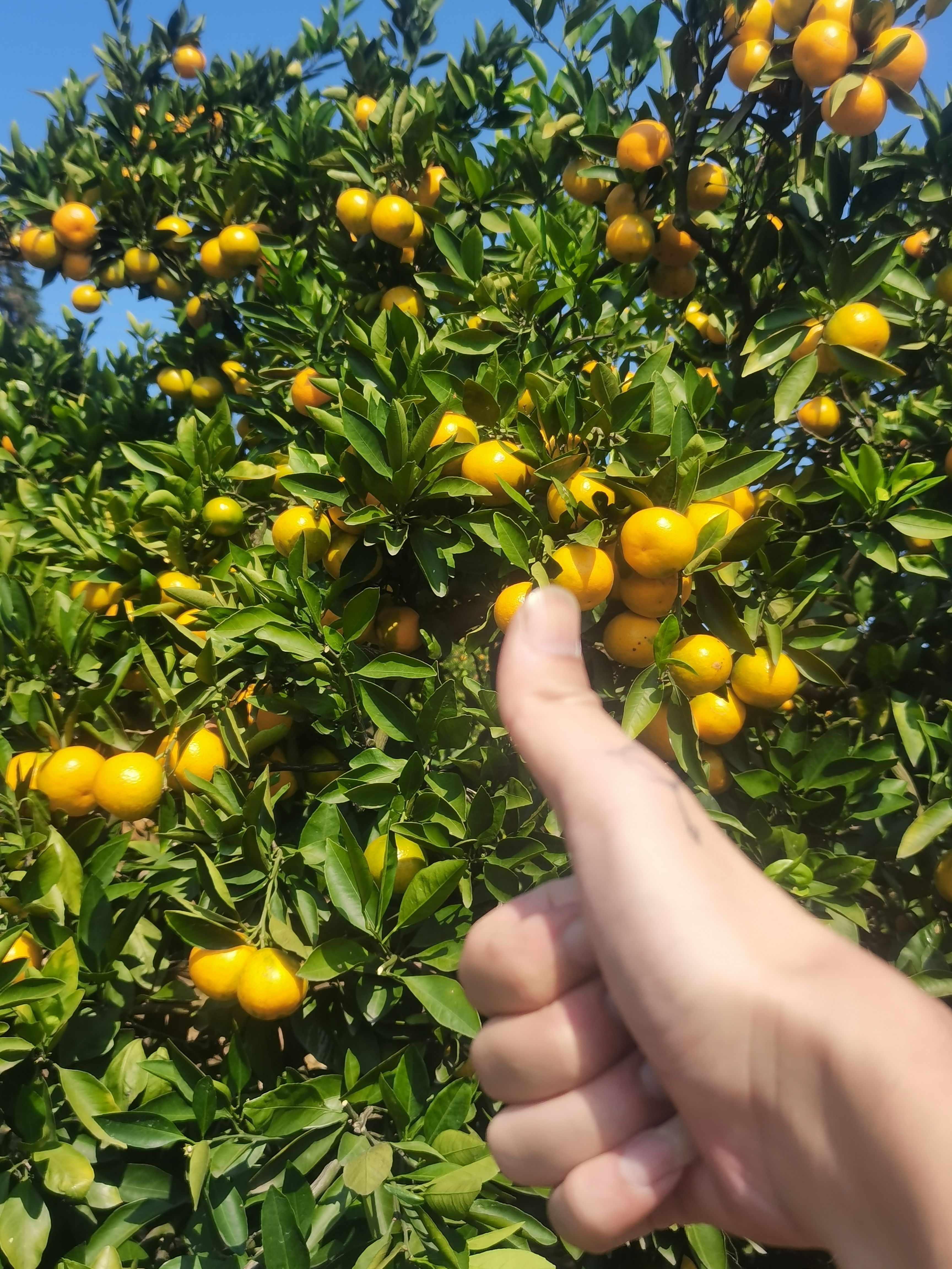 湖南石门早熟蜜橘，柑橘