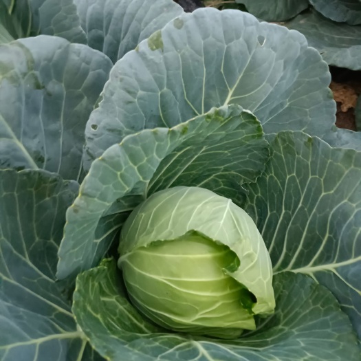 卷心菜