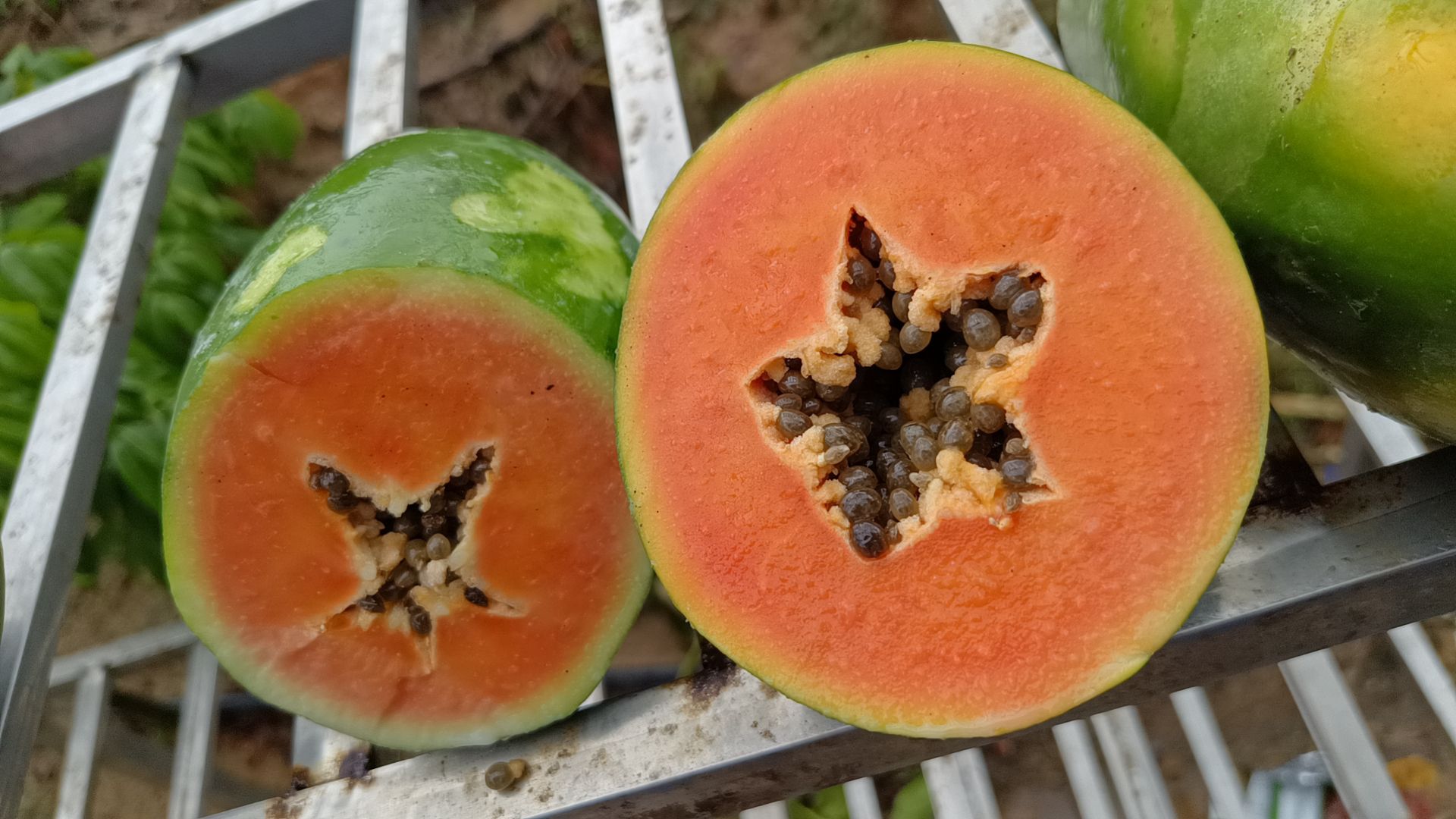 广东省茂名市电白区场地直发大青大白中白木瓜精品中等工厂货都有
