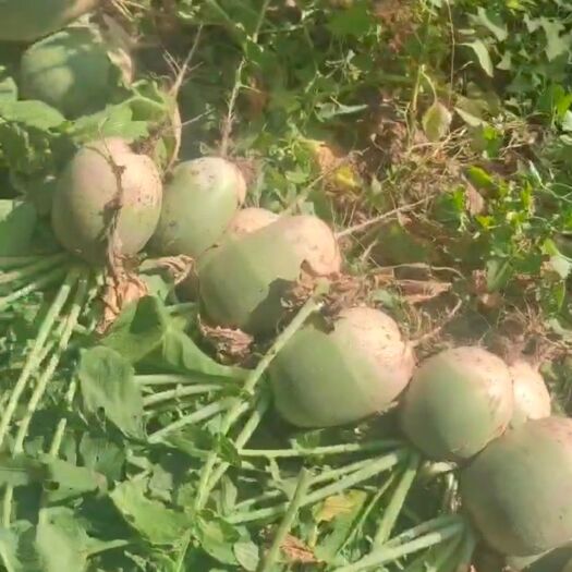 银川绿萝卜 大白菜
