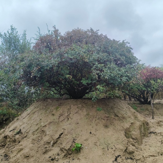 广河县甘肃小马百年牡丹基地，总负责人货源充足价格实惠质量保证