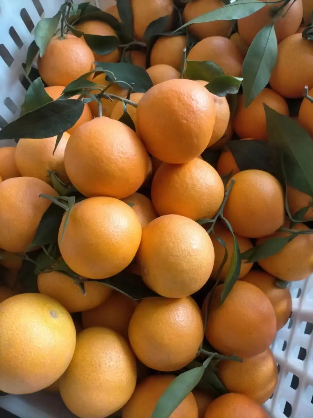 柳菏尔脐橙