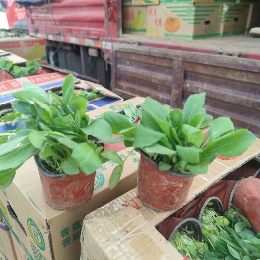 青州市黑心菊，小杯苗双色盆苗，种植基地批发价格，规格多样