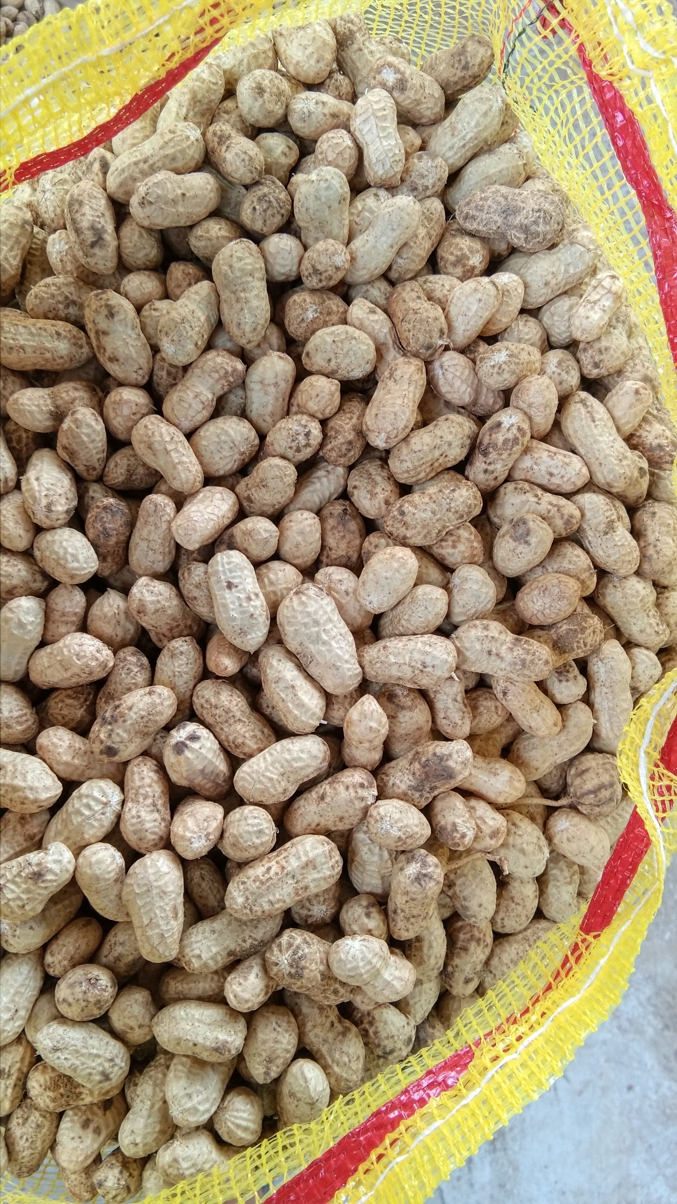 老河口市产地直供小白沙花生鲜花生颗粒饱满可供批发市场加工厂