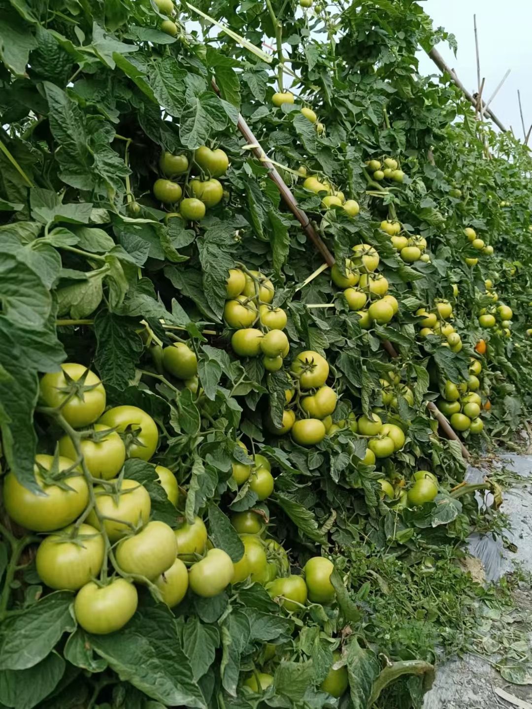 大红番茄苗，色泽鲜红硬身石头果。