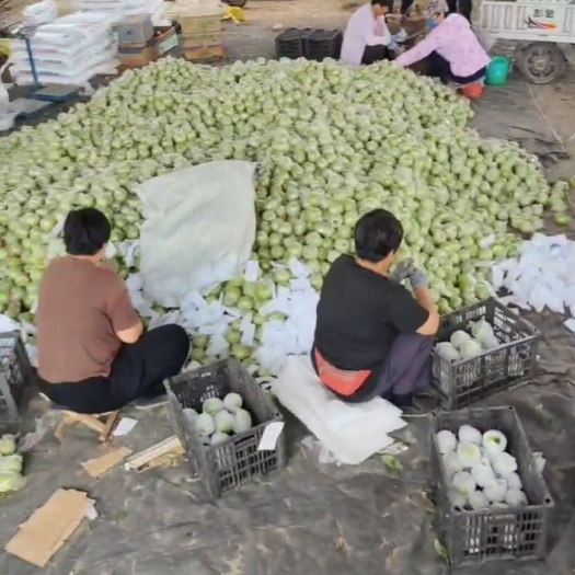 秦皇岛王林苹果