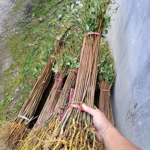利川市黄柏  厚皮黄柏