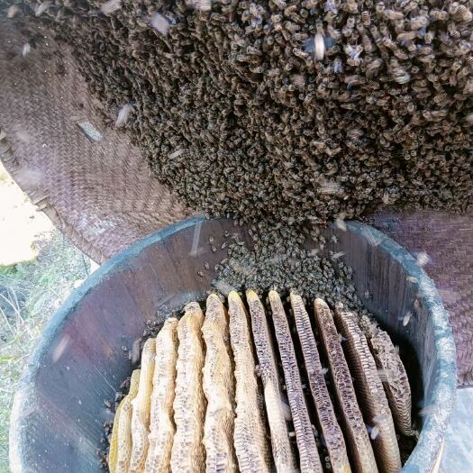 沅陵县天然圆桶蜂蜜一年取一次