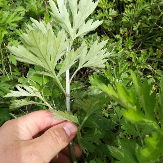 西昌市陈艾种植