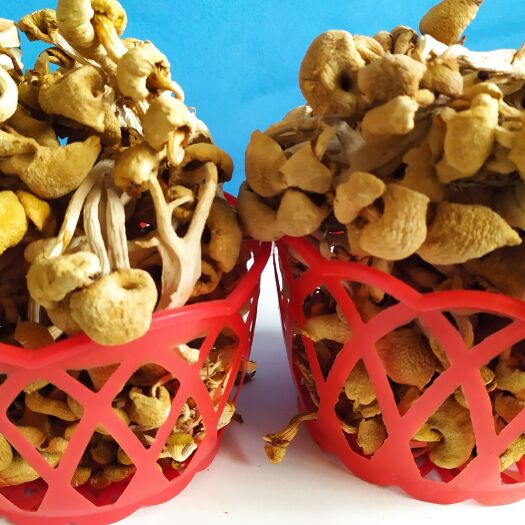 织金县榆黄蘑干品 安全放心食材