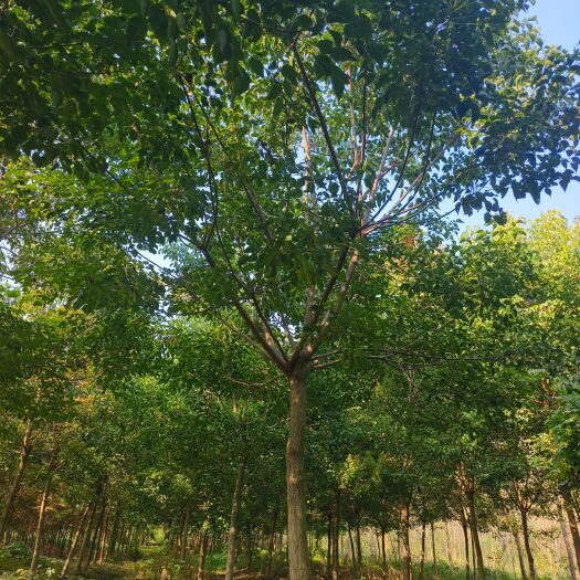 潜江市重阳木
