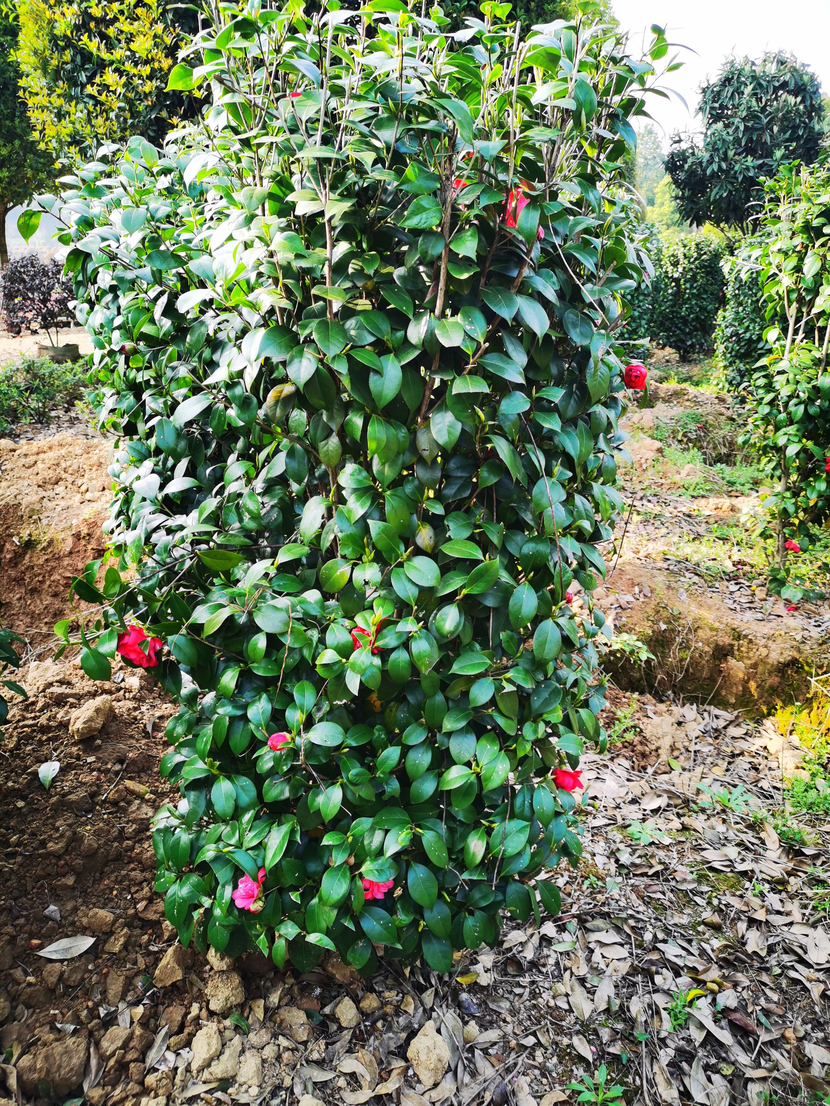 茶花柱