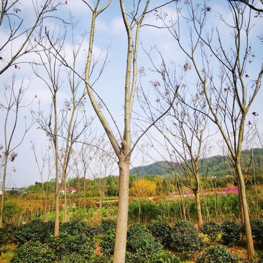 株洲栾树