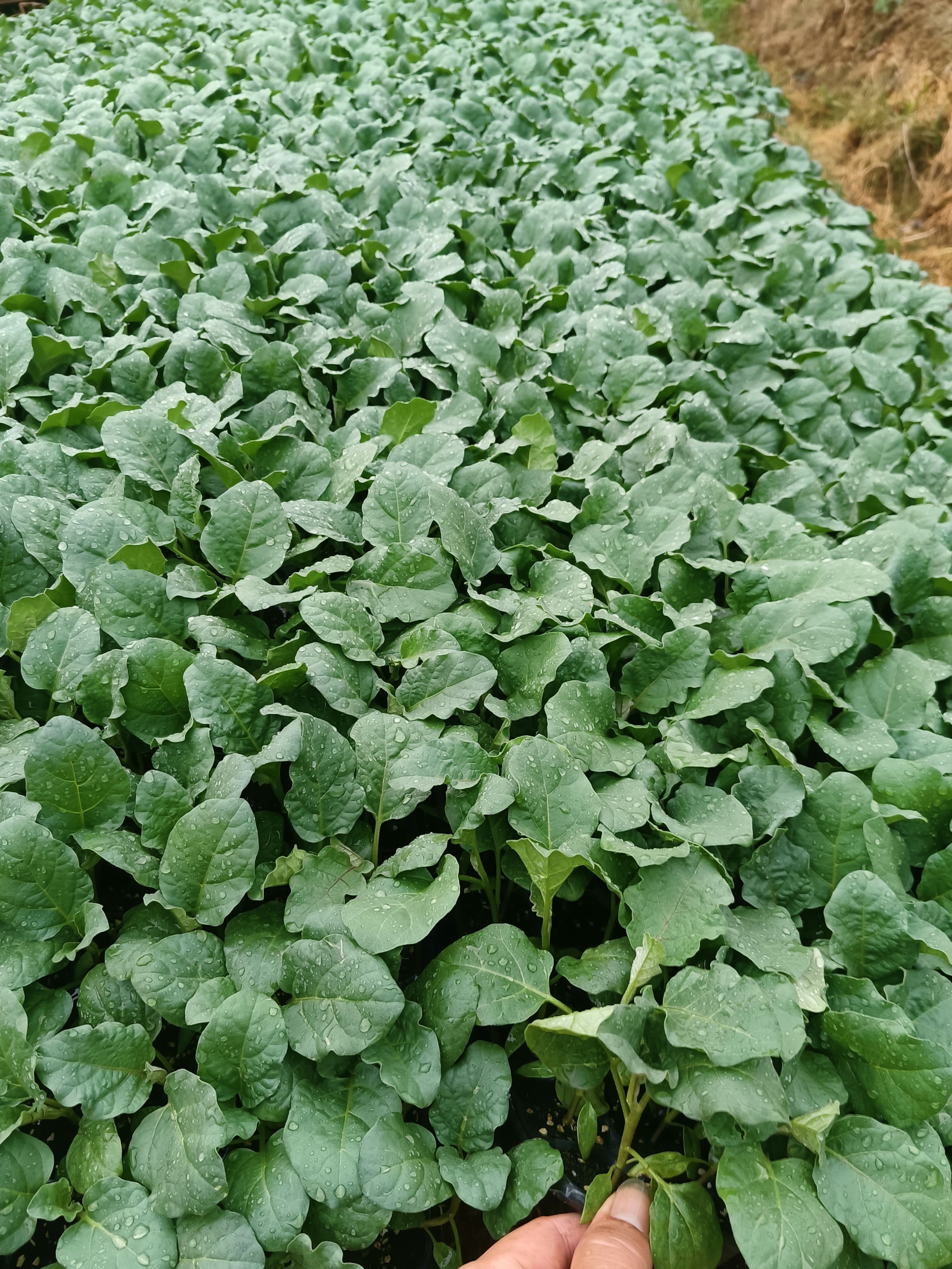 青肉紫红手指茄苗