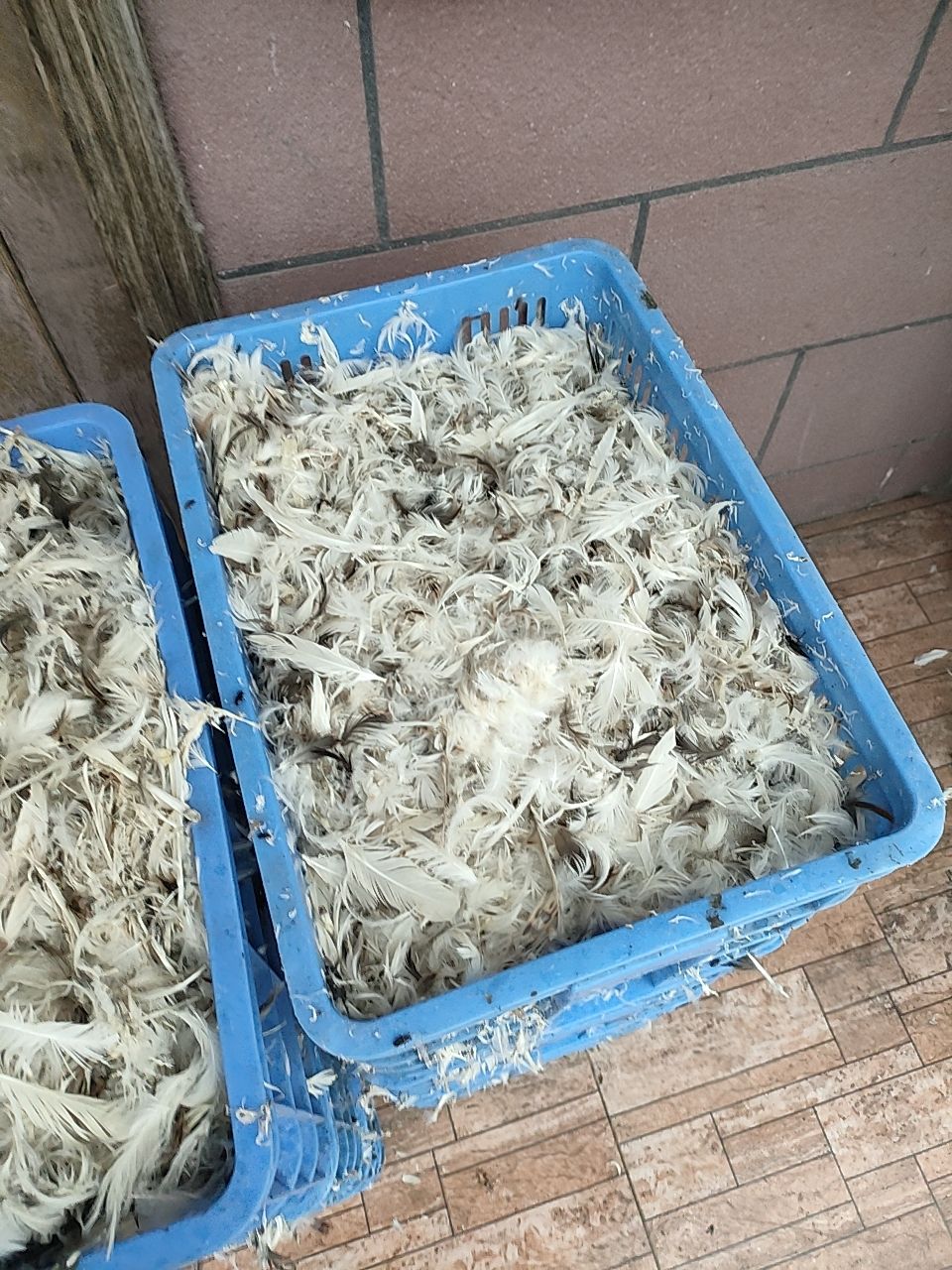 鸭毛