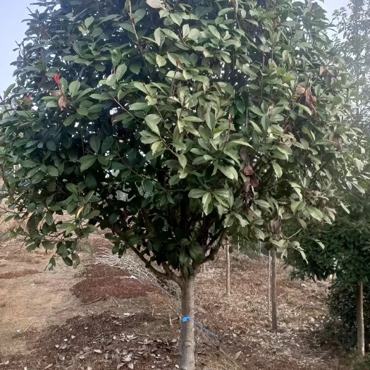 株洲红叶石楠树
