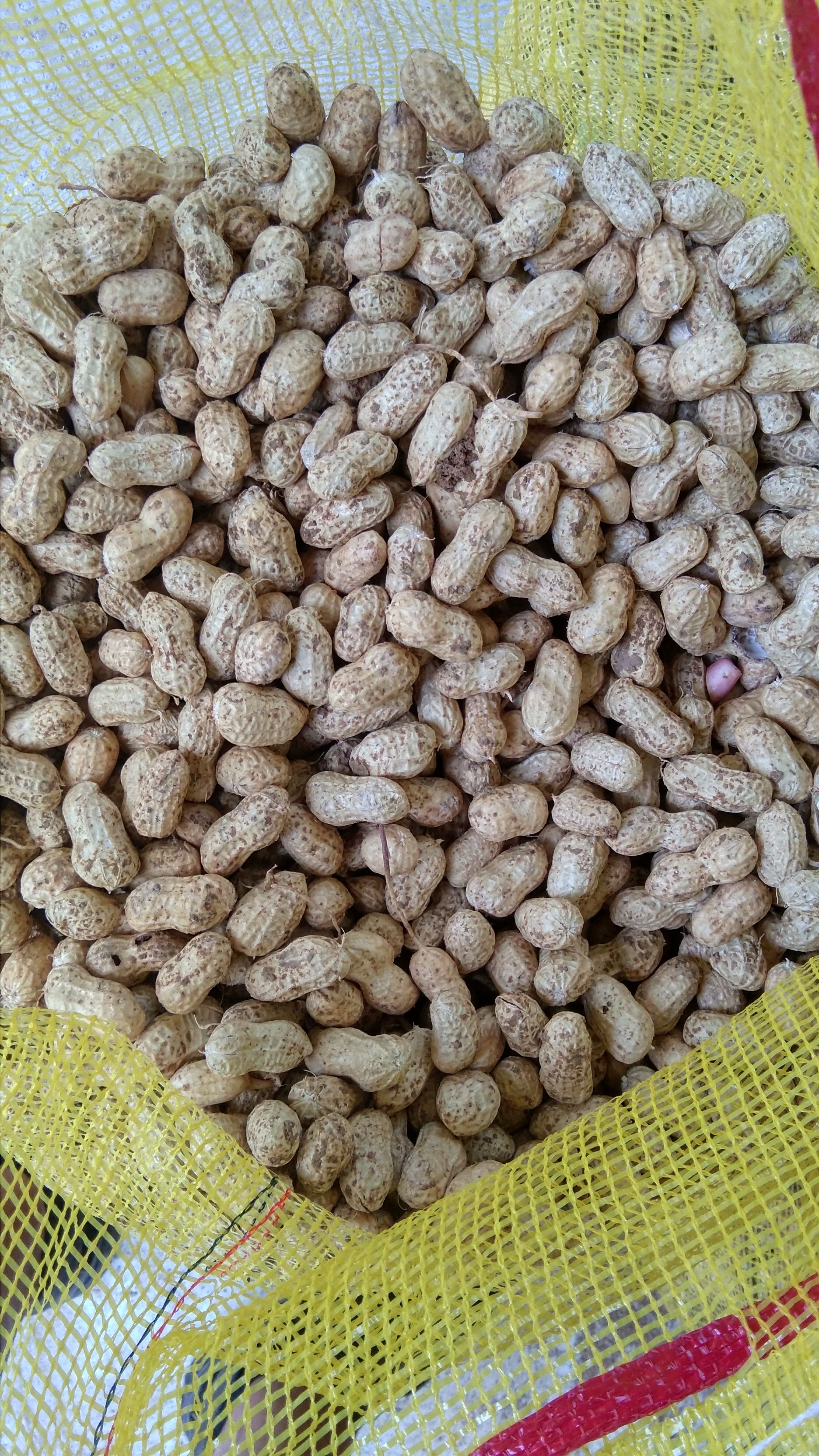 老河口市产地直供小白沙花生鲜花生颗粒饱满可供批发市场加工厂