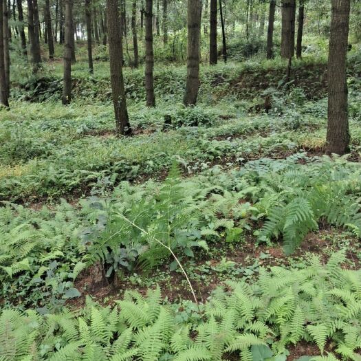赫章县贵州省毕节市赫章县平山林场乌天麻