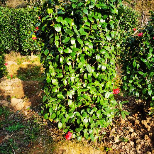 株洲茶花柱