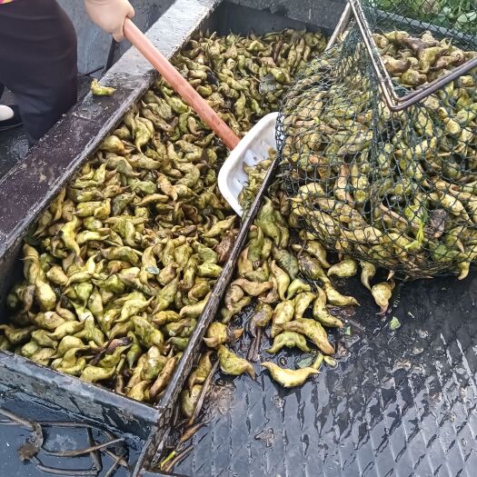 霍邱县出售菱角大青菱