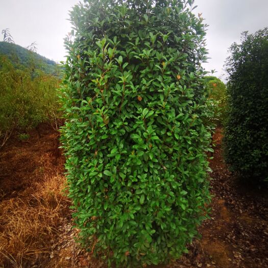 株洲红叶石楠柱