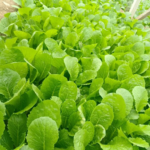 石家庄小白菜
