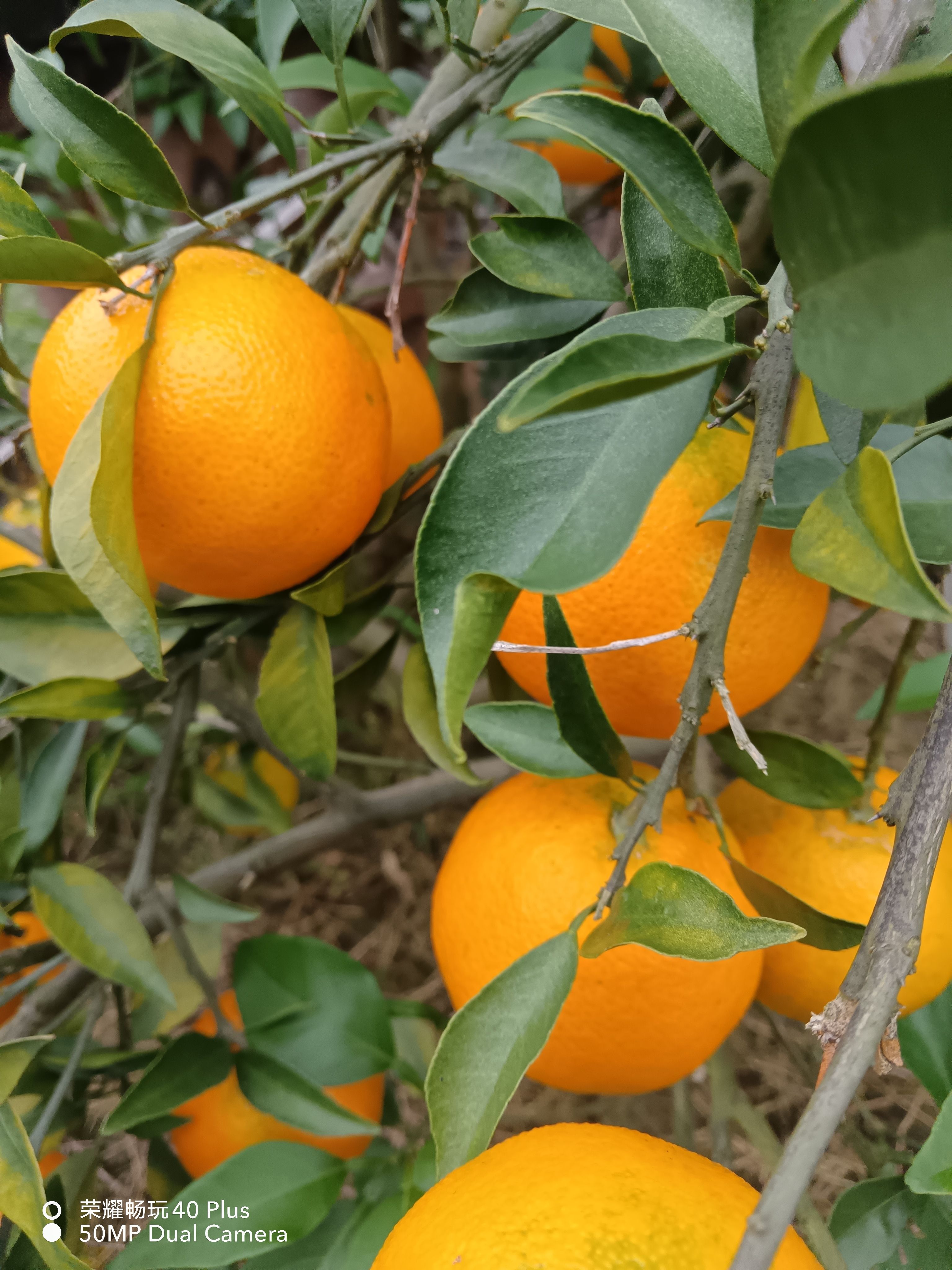 爱媛38号甜橙