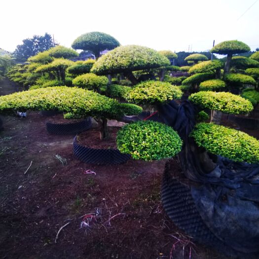 亮晶女贞桩