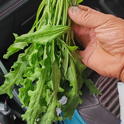 虞城县荠荠菜