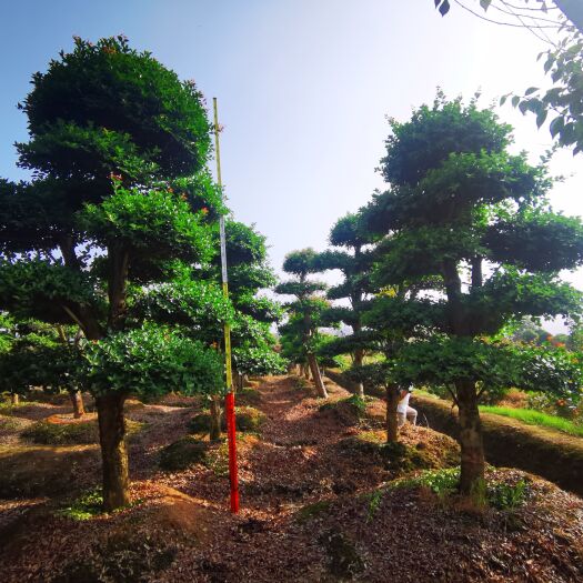 株洲刺冬青桩